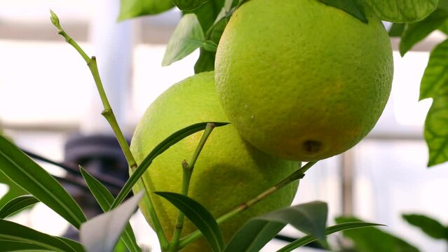 Green orange fruit hanging on tree with leaves in the citrus garden plantation close up
