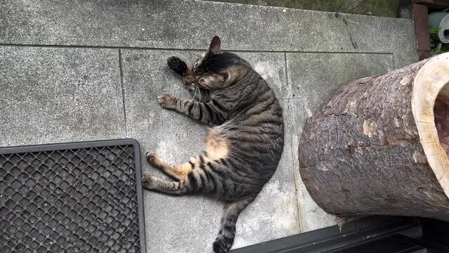 A brown taddy cat chilling on the floor of a traditional Japanese house.