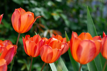 Obraz premium Close up buds of tulips with fresh green leaves at blur green background. Hollands tulip bloom in an orangery spring season. Floral wallpaper banner for floristry shop. Flowers concept