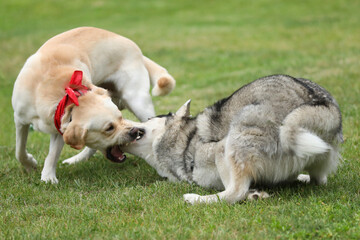Dogs playing in the park. Husky with labrador retriever playing in the park