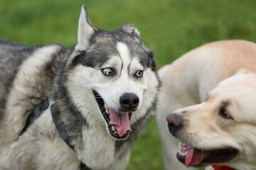 Dogs playing in the park. Husky with labrador retriever playing in the park