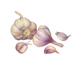 Aromatic culinary herb, the garlic plant's bulb and cloves (Allium sativum). Watercolor hand drawn painting illustration isolated on a white background.