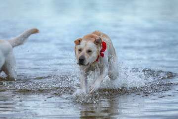 Dog playing in the water. Labrador retriever playing on the beach 