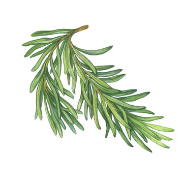 recommend clip art: Evergreen rosemary is an a shrub aromatic culinary spice (Salvia rosmarinus). Watercolor hand drawn painting illustration isolated on a white background.