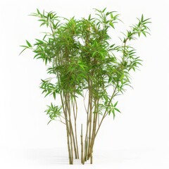 Fototapeta premium plant, green, isolated, leaf, white, herb, nature