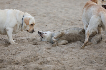 Dogs playing in the sand. Husky with labrador retriever playing on the beach