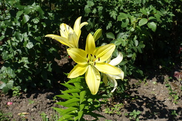 Lemon yellow flowers of lilies in July
