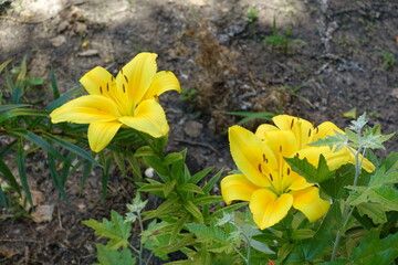Vibrant yellow flowers of lilies in July
