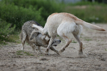 Dogs playing in the sand. Husky with labrador retriever playing on the beach