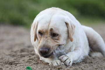 Dog playing in the sand. Labrador retriever playing on the beach