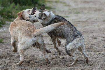 Dogs playing in the sand. Husky with labrador retriever playing on the beach