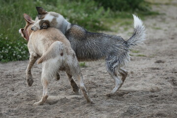 Dogs playing in the sand. Husky with labrador retriever playing on the beach