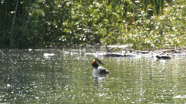 Great crested grebe floats on the lake