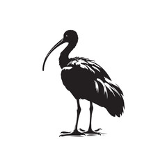Obraz premium Ibis Bird Silhouette: Vector Art Celebrating the Grace and Beauty of this Elegant Bird- Ibis Bird Vector - Ibis Bird Illustration.