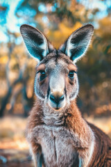Fototapeta premium close up view of beautiful kangaroo