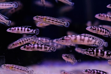 Fish in an old stained aquarium.