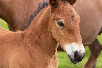 Obraz premium Small Burguete breed colt with his mother. Navarrese Pyrenees