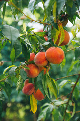 Ripe pink peaches on a tree among green leaves close-up with copy space