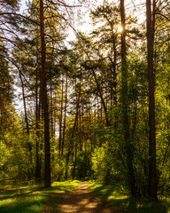 Sunbeams streaming through the pine trees and illuminating the young green foliage on the bushes in the pine forest in spring.