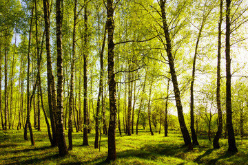 Obraz premium Sunset or sunrise in a spring birch forest with bright young foliage glowing in the rays of the sun and shadows.