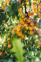 Peach tree branch with a bountiful harvest of peaches vertical photo