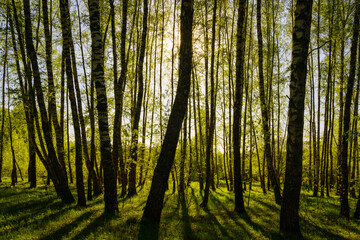 Obraz premium Sunset or sunrise in a spring birch forest with bright young foliage glowing in the rays of the sun and shadows.