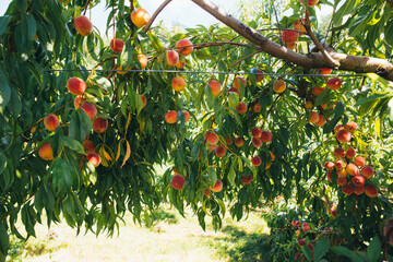 Peach tree strewn with ripe fragrant peaches close-up photo