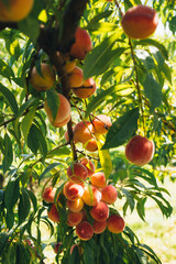Branches strewn with ripe peaches.