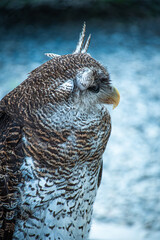 Great horn owl
