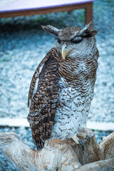 Great horn owl