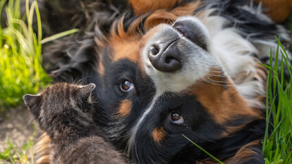 Big dog starring at small kitten 