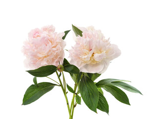 Obraz premium White peonies bouquet.