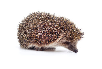 One hedgehog isolated.
