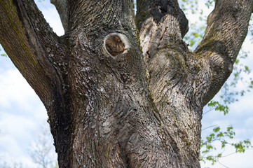 Closeup of a strong mature tree trunk with textured bark and big branches