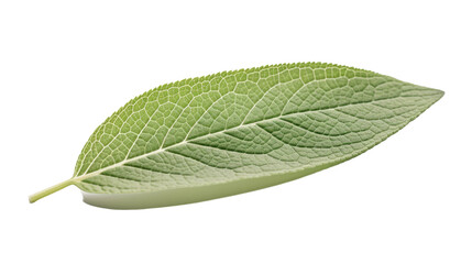 Obraz premium Photograph of a close-up of a single sage leaf, with its intricate veins and delicate texture