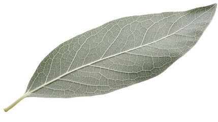 Obraz premium Photograph of a close-up of a single sage leaf, with its intricate veins and delicate texture