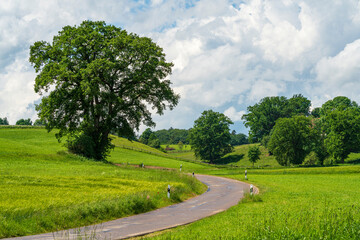 Curved Asphalt road embedded at green nature landscape 