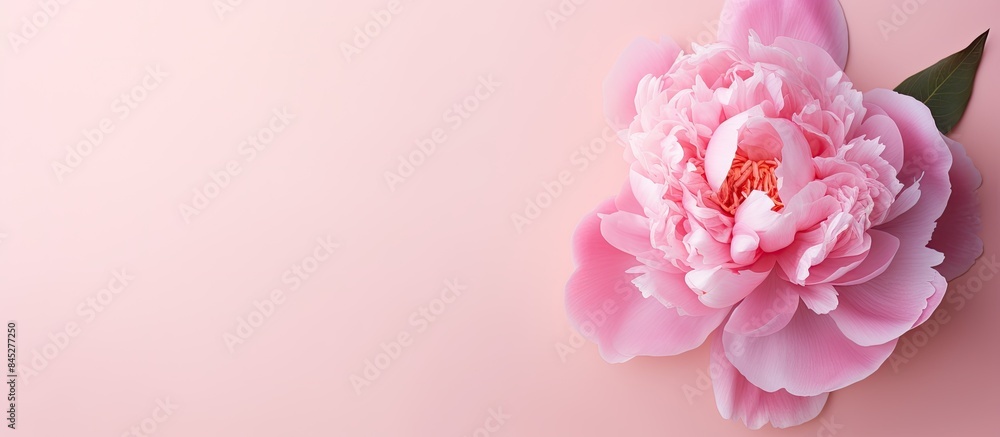 Aufkleber a vibrant pink peony flower with flat lay composition isolated on a pale pink background the top vie