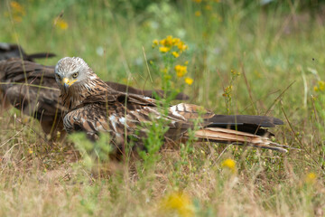 Milan royal,.Milvus milvus , Red Kite