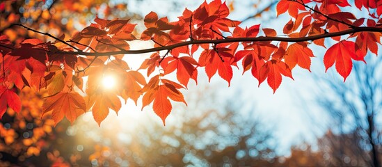 A sunny day illuminates an autumn forest showcasing a tree branch adorned with vibrant red leaves A perfect scene for a copy space image 140 characters