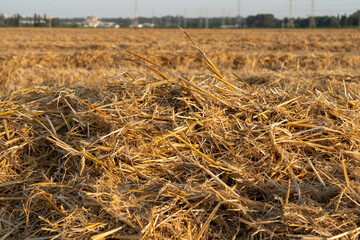 A yellow-golden wheat field for flour, for human consumption