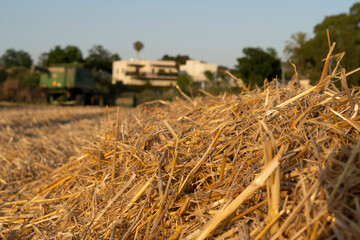 Wheat field in harvest season with combine harvester