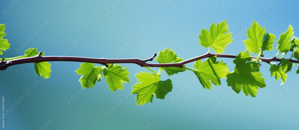 Aufkleber In spring the agriculture nature background comes alive with grapevine shoots adorned with flower buds and leaves creating a captivating copy space image