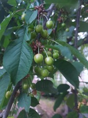 Green ripening cherry berries on tree branches. Ripening berries in the garden. Beauty in nature. Delicious and healthy summer berries. Unripe green cherries ripen on a tree in spring. 