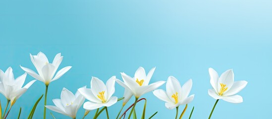 Zephyranthes candida s delicate white buds featuring elegant petals and yellow stamens contrast beautifully against the vibrant turquoise backdrop Ideal for design and text incorporation Copy space i