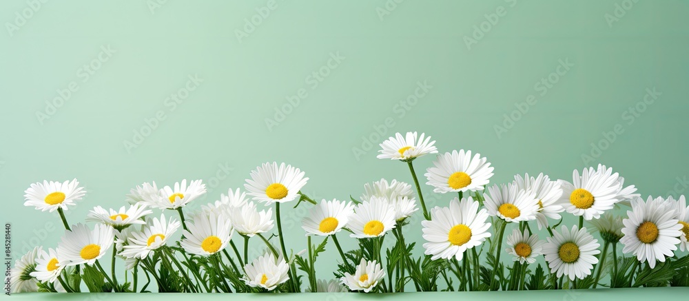 Poster On a pastel backdrop there is a group of tiny daisies with green stems This image is perfect for the holidays and there is copy space available