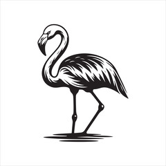 Female Chilean Flamingo