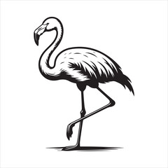 Female Chilean Flamingo