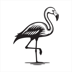 Female Chilean Flamingo