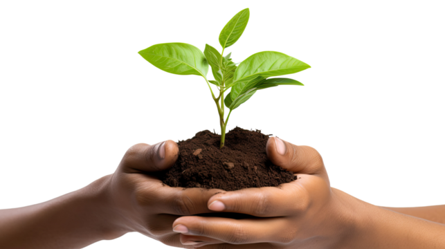 Photograph of a farmer's hands gently holding a vibrant green sprout, symbolizing the hope and potential of sustainable agriculture - Powered by Adobe